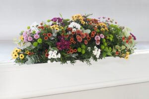 Krysantemum