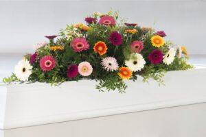 Gerbera