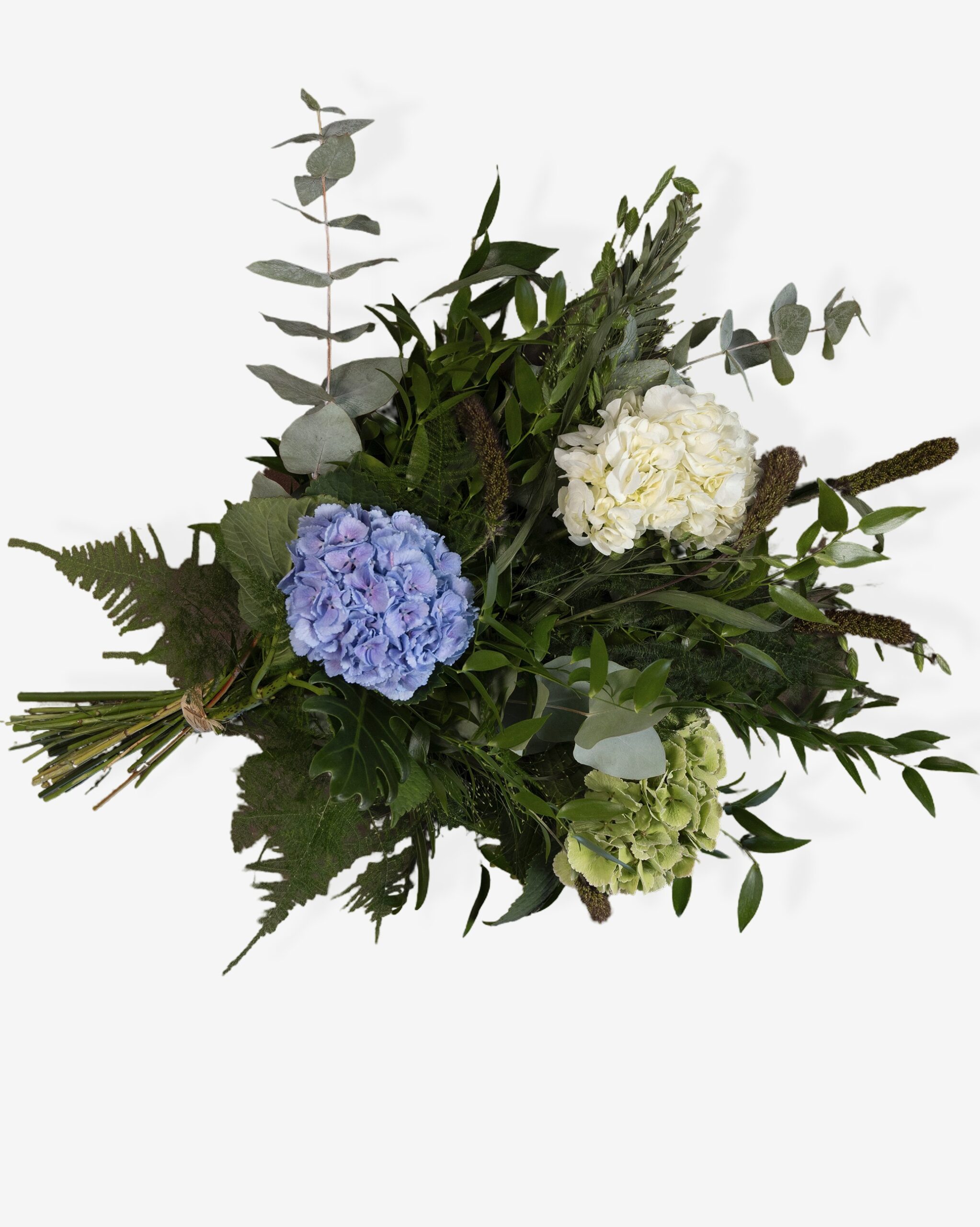 Blå hortensia - Billede 3