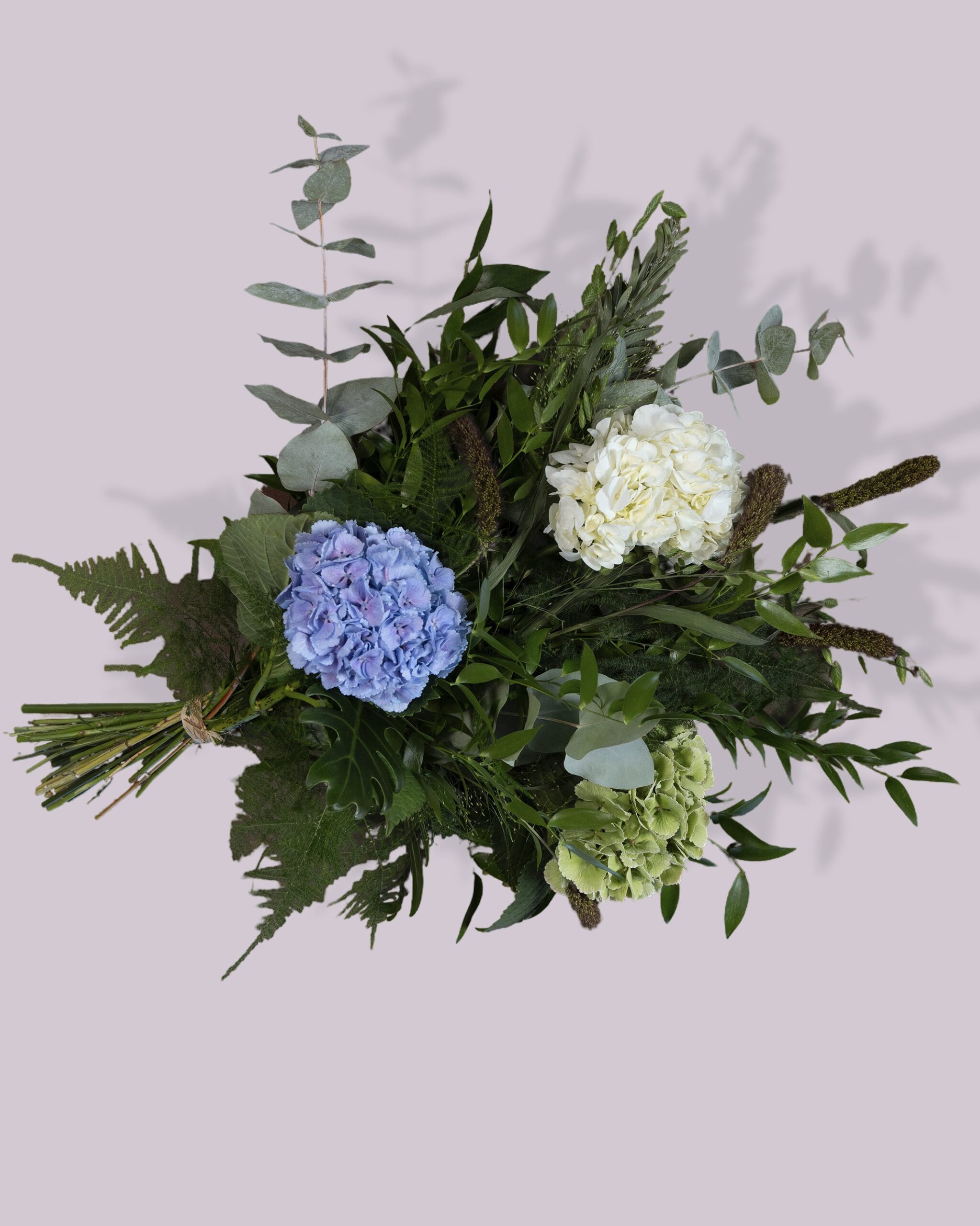 Blå hortensia - Billede 3