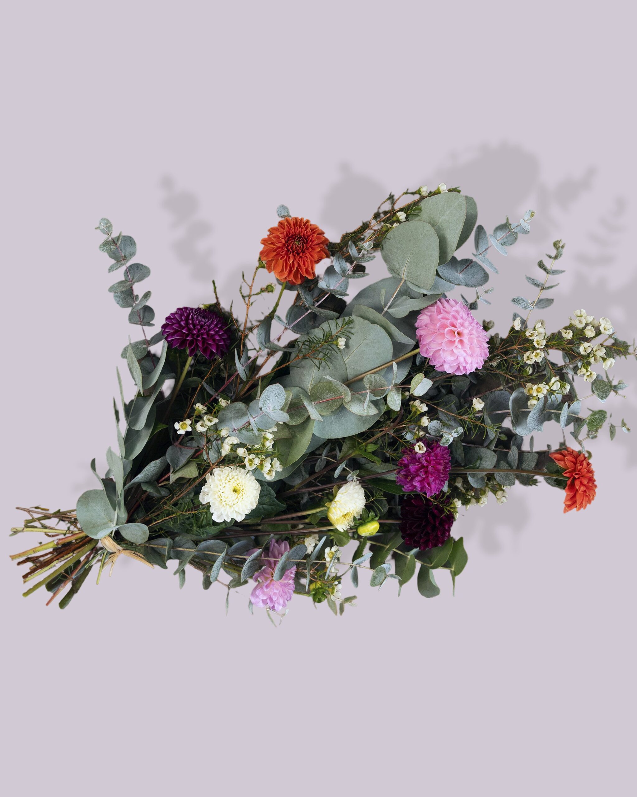 Dahlia - Billede 3