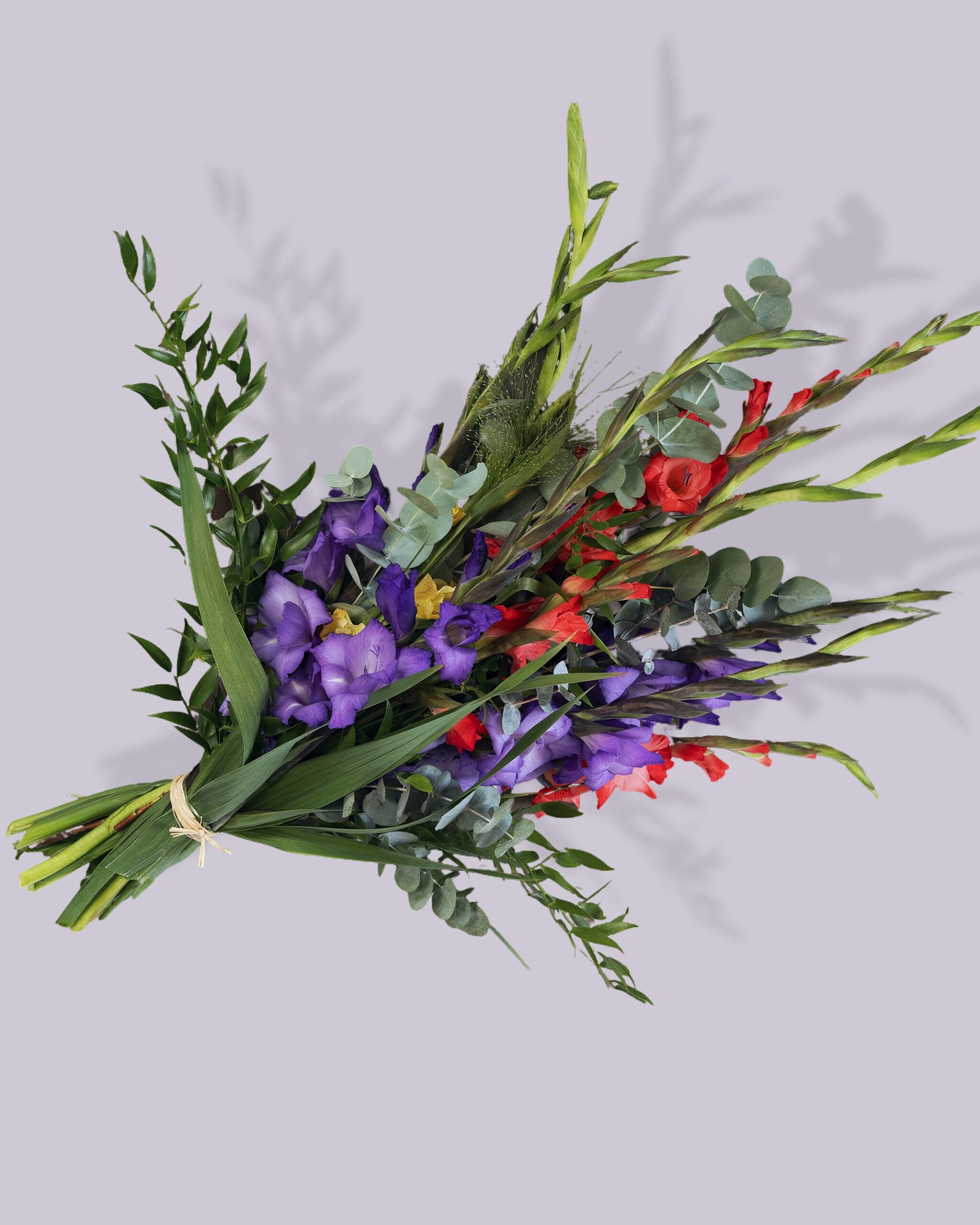 Gladiolus - Billede 3