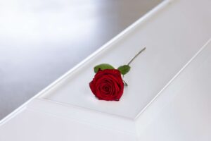 Rød rose
