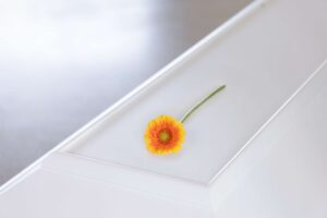 Gerbera