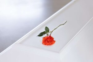 Orange rose