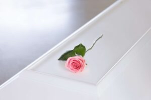 Lyserød rose