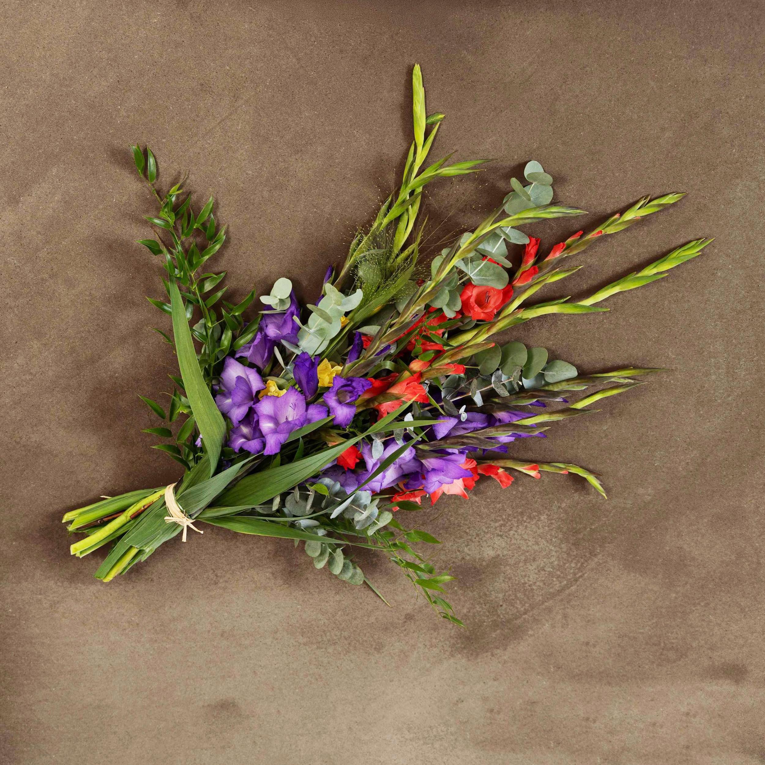Gladiolus - Billede 2