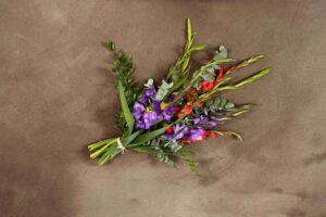 Gladiolus