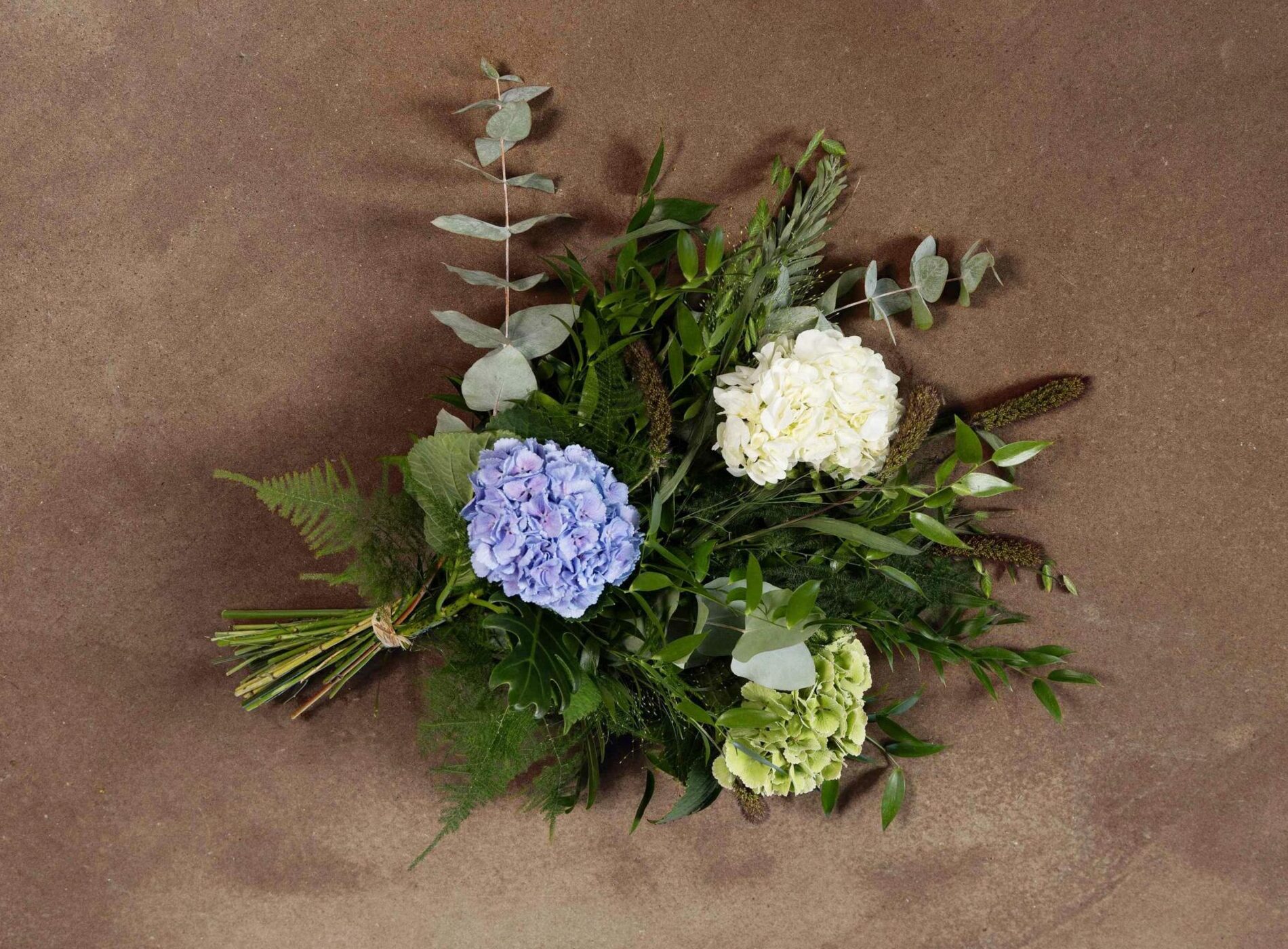 Blå hortensia